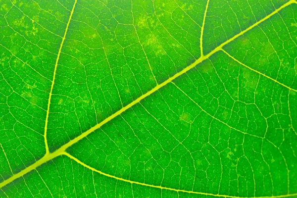 Fechar a textura da folha verde, macro — Fotografia de Stock