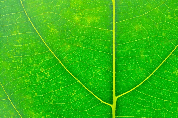 Closeup textura folha verde, macro — Fotografia de Stock