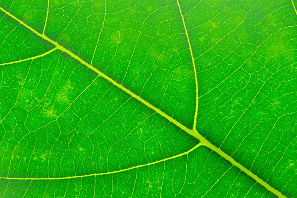 Closeup textura folha verde, macro — Fotografia de Stock