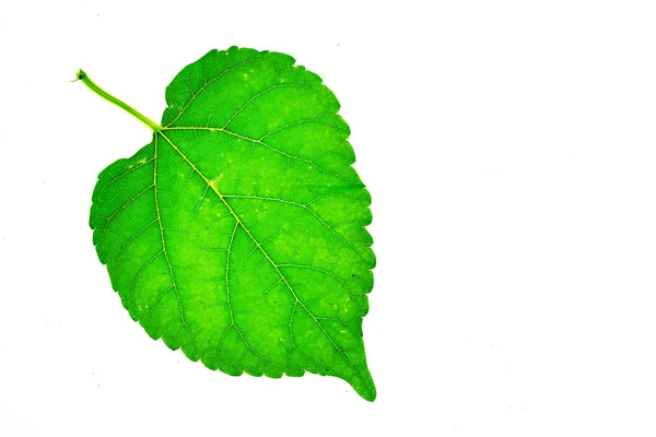 Groen blad geïsoleerd op witte achtergrond. — Stockfoto