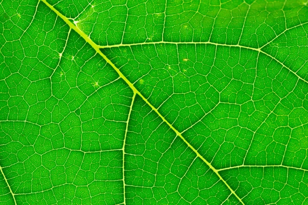 Close-up groene blad textuur, macro — Stockfoto