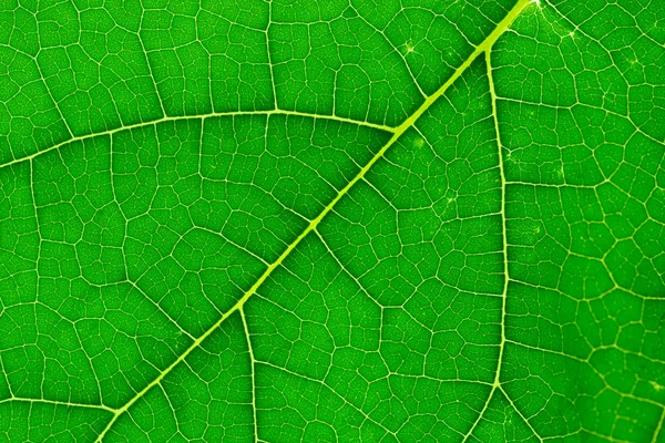 Closeup textura folha verde, macro — Fotografia de Stock