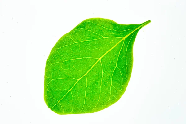 Groen blad geïsoleerd op witte achtergrond. — Stockfoto