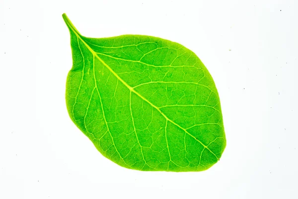 Folha verde isolada sobre fundo branco. — Fotografia de Stock