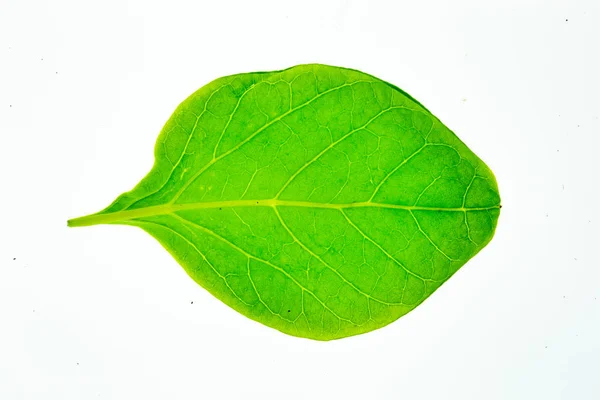 Folha verde isolada sobre fundo branco. — Fotografia de Stock
