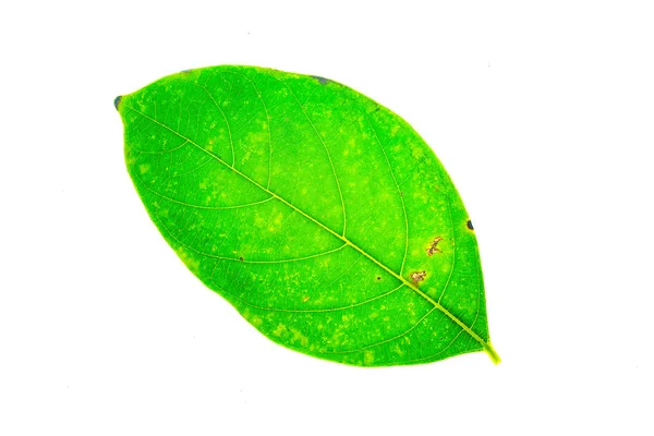 Green leaf isolated on white background. — Stock Photo, Image