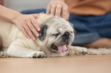 Asyalı kadın halıda oturuyor, mutlu köpeğini nazikçe sıcak oturma odasında kanepenin yanında okşuyor. Evcil hayvan arkadaşlığı, sakin yaşam tarzı, ev konforu ve hayvanlarla duygusal sağlık kavramı..