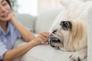 Yakın plan çekimde, Asyalı kadınlar evdeki kanepede dinlenirken evcil köpeğine hafifçe dokunuyorlar. Aşk kavramı, hayvan bakımı, hayvanlarla arkadaşlık, sakin yaşam tarzı, ve evde duygusal bağ..