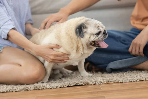 Asyalı kadın halıda oturuyor, mutlu köpeğini nazikçe sıcak oturma odasında kanepenin yanında okşuyor. Evcil hayvan arkadaşlığı, sakin yaşam tarzı, ev konforu ve hayvanlarla duygusal sağlık kavramı..