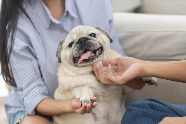 Asyalı kadın halıda oturuyor, mutlu köpeğini nazikçe sıcak oturma odasında kanepenin yanında okşuyor. Evcil hayvan arkadaşlığı, sakin yaşam tarzı, ev konforu ve hayvanlarla duygusal sağlık kavramı..