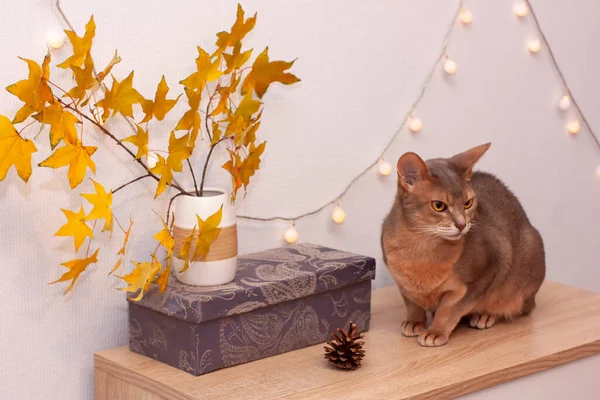 Cat home in white room with blank wall. Clean wall with light garland, yellow maple leasves. Abyssinian cat sitting.