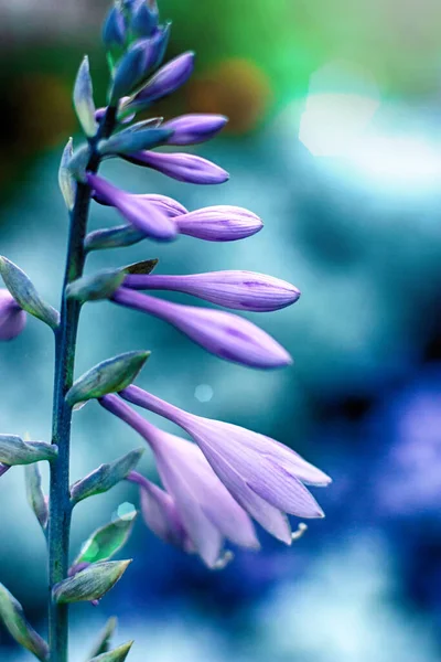 Hosta purple flowers in closeup on blue background. Hostas, plantain lilies plants. Close up of minimalist floral for floristry arrangement card. Space for text on beautiful lilac plant background.