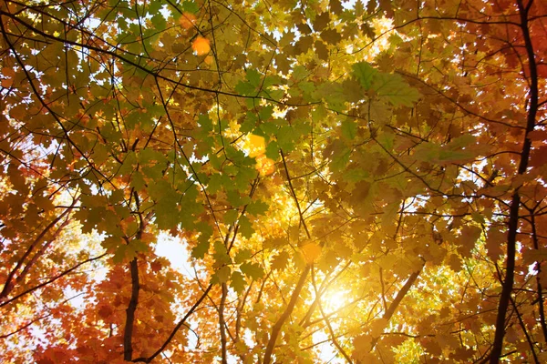 Sunset and oak trees. Sunlight through tree foliage. Yellow, red, green leaves in sunlight. Beautiful background with oak leaves in forest. Space for text on natural background. Sun, rays, highlights.