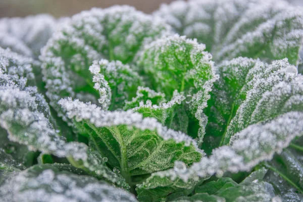 Yeşil sebzeler frost ile kaplı. Kış sahne benim bahçem. İlk frost, benim bahçe dekorasyonda güzel buz kaplı yeşil ıspanak.