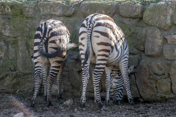 Cena Jardim Zoológico Duas Zebras Almoço — Fotografia de Stock