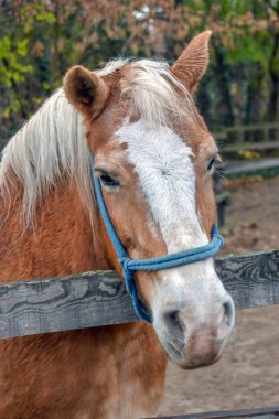 Hayvanat bahçesinden sahneler. Bahçenin hayvanat bahçesinden güzel bir at portresi.