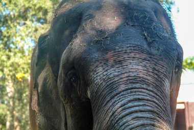 Hayvanat bahçesi Bahçe sahneleri. Yakın çekim portre hayvanat Bahçe ziyaretçilere poz alışık olduğu bir fil.