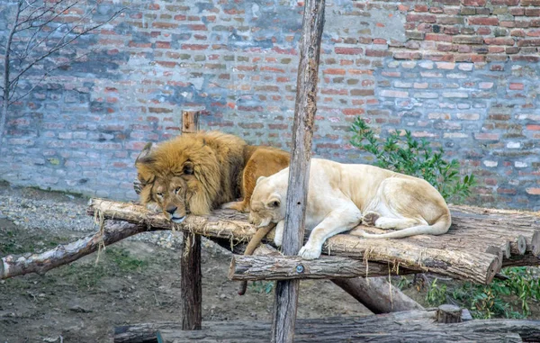 Escenas Del Jardín Del Zoológico Precioso Par Leones Durante Siesta —  Fotos de Stock