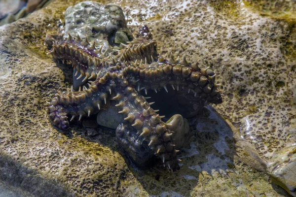 Des Scènes Mer Une Étoile Mer Sur Une Pierre Dans — Photo