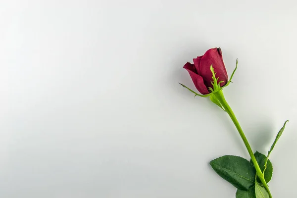 8 Mart Dünya Kadınlar Günü. Beyaz zemin üzerine kırmızı gül. Üstten Görünüm.