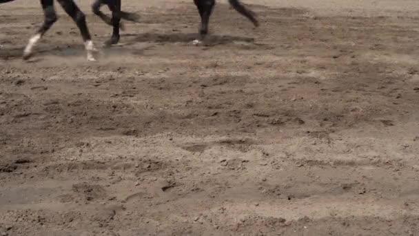 Czarne konie czystej krwi biegające w parach po piasku w klubie jeździeckim — Wideo stockowe