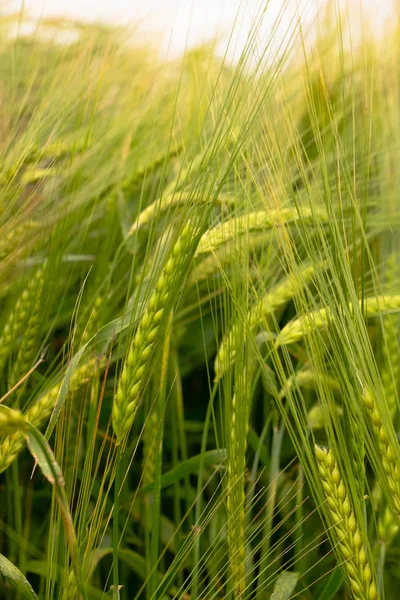 Madurar Espigas Trigo Campo —  Fotos de Stock