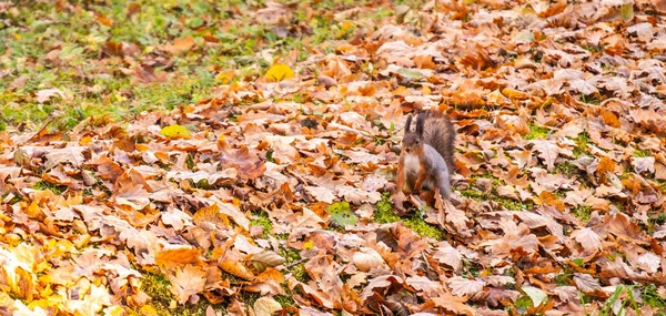 Freches Eichhörnchen Peterhofpark — Stockfoto