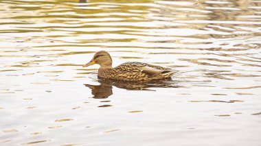 Mallard gölette yüzüyor