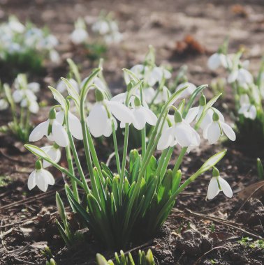 Yerdeki beyaz kardelen çiçek
