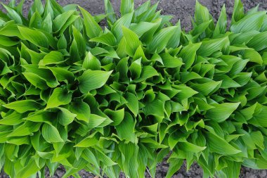 Yeşil yaprakları arka plan yükseltilmiş görünümü