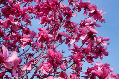 Mavi gökyüzüne karşı ağaç dalları üzerinde pembe çiçekler