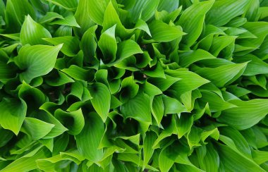 Yeşil yaprakların tam çerçeve arkaplanı