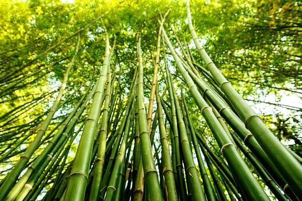 Bosque Bambu Verde Floresta Bambu — Fotografia de Stock