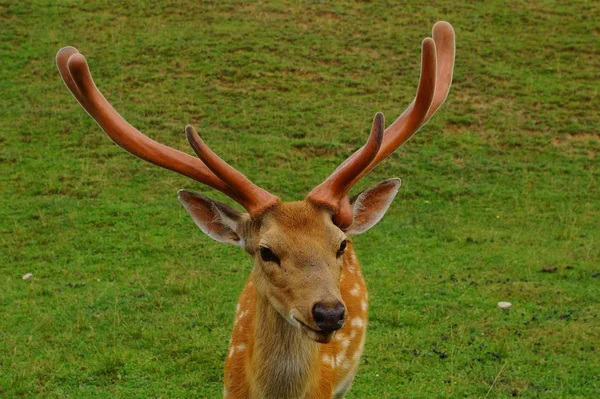 Cerf Sika Jour Été — Photo