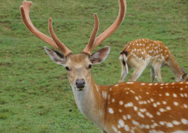 Cerf Repéré Jour Été — Photo