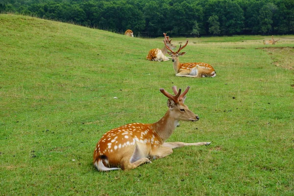 Spotted Deer Summer Day — Stock Photo, Image