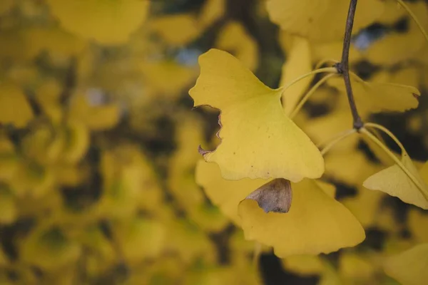 Besondere Bäume Blühen Herbst Showa Kinen Park Blüht Mit Einer — Stockfoto