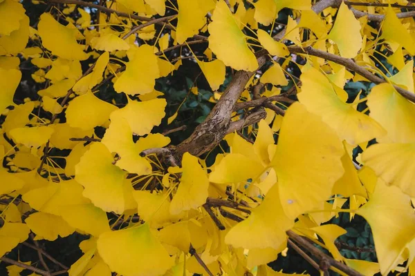 Árvores Especiais Florescem Autum Showa Kinen Park Parece Amarelo Brilhante — Fotografia de Stock