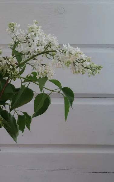 Floração Lilás Branco Fundo Uma Parede Paralelepípedos Luz Uma Casa — Fotografia de Stock