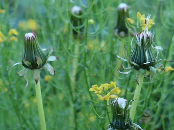 Pissenlits Fanés Fleurs Fermées Pleines Graines Mûries Sur Fond Colza — Photo