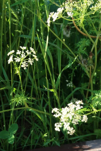 Vit Hemlock Fläckiga Blommor Bakgrund Grönt Gräs — Stockfoto