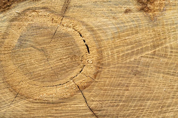 Cut Old Wood Ring Radial Cracks Annual Rings — Stock Photo, Image
