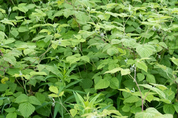 Feuilles Framboises Vertes Avec Des Ovaires Baies Fond — Photo