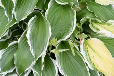Hosta alba marginata, buds, buds, background