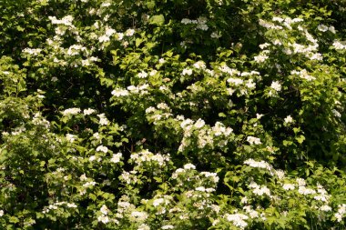 Açan viburnum, Viburnum, beyaz çiçekler denizi.