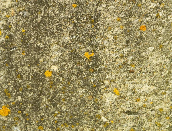 黄苔藓斑旧钢筋混凝土板平面 — 图库照片