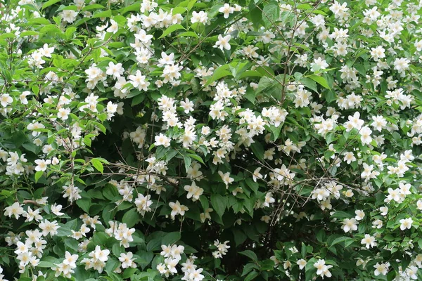 Blooming Jasmine Jasminum White Flowers Background — Stock Photo, Image