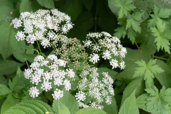 White Zotic Flowers Dreams Ordinary Aegopodium Podagraria Green Background — Stock Photo, Image