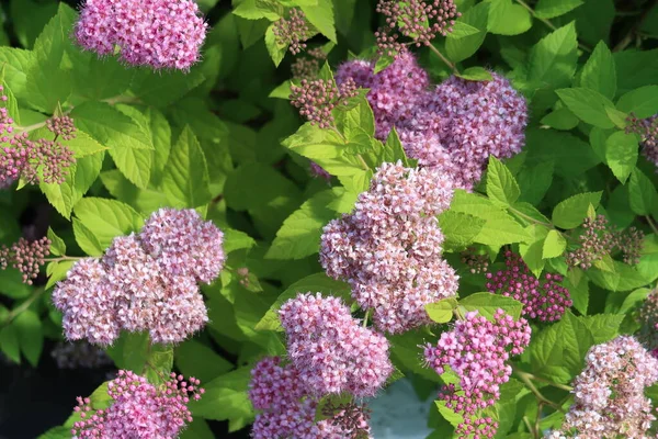 Japanese Spirea Spiraea Japonica Lushly Blossoms Lilac Flowers Background — Stock Photo, Image