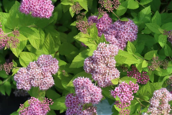 Japanse Spirea Spiraea Japonica Weelderige Bloesems Met Lila Bloemen Achtergrond — Stockfoto